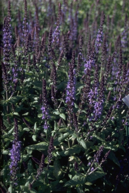 Salie - Salvia x sylvestris 'Blaukönigin'