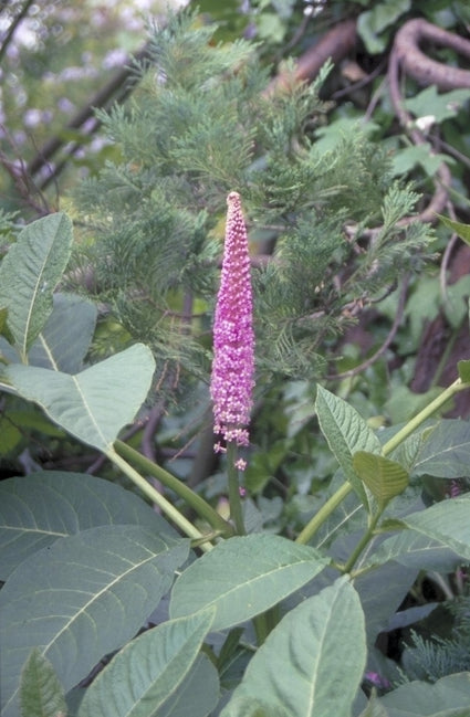 Phytolacca clavigera