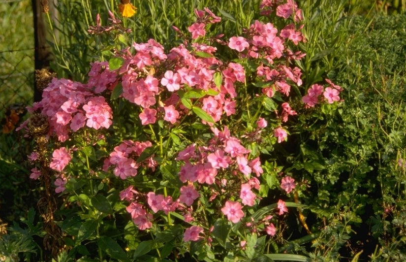 Flox - Phlox 'Windsor'