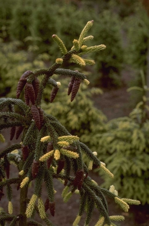 Picea orientalis 'Aureospicata'