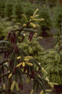 Picea orientalis 'Aureospicata'