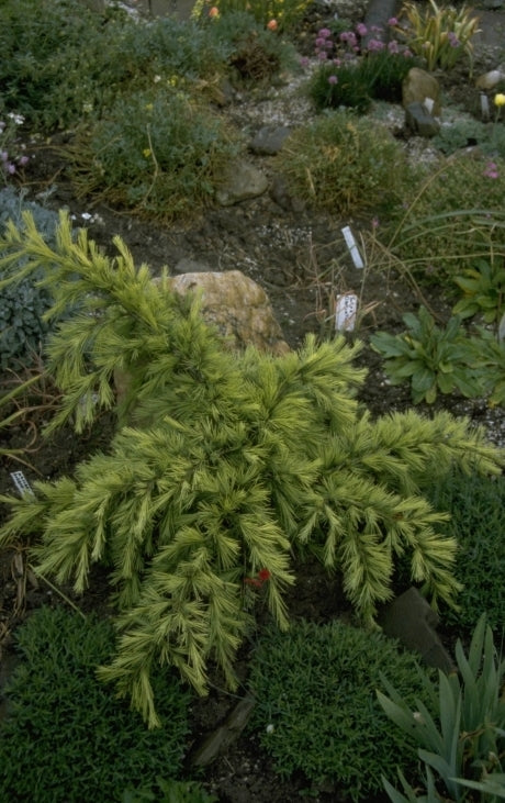 Himalaja Ceder - Cedrus deodara 'Golden Horizon'