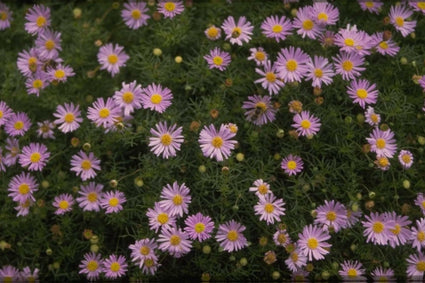 Brachyscome iberidifolia