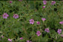 Ooievaarsbek - Geranium endressii 'Beholders Eye'