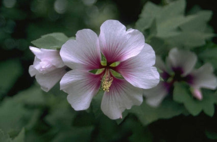 Struikmalva - Lavatera maritima