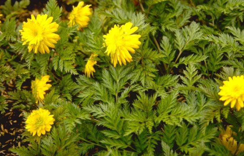 Adonis amurensis 'Pleniflora'