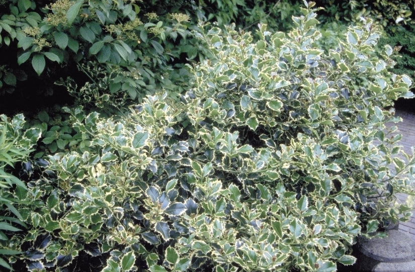 Bonte hulst - Ilex aquifolium 'Argentea Marginata'