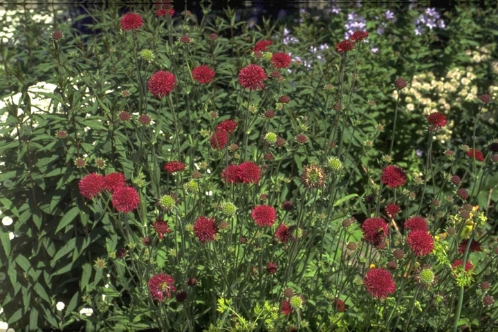 Rood vaste planten rood borderpakketten