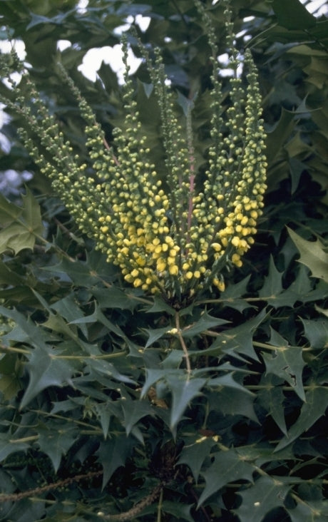 Mahonia x media 'Winter Sun'