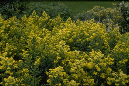 Guldenroede - Solidago 'Ledsham'