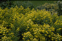Guldenroede - Solidago 'Ledsham'