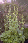 Mijterloof - Tellima grandiflora