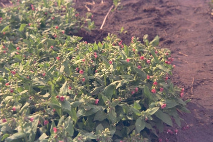 Longkruid - Pulmonaria rubra