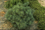 Pinus sylvestris 'Watereri'