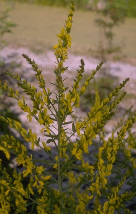 Verfbrem - 'Genista tinctoria'