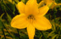 Daglelie - Hemerocallis 'Aten'