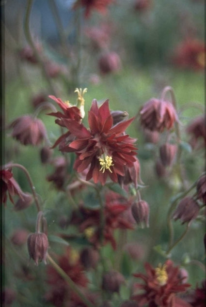 Wilde Akelei - Aquilegia vulgaris 'Ruby Port'