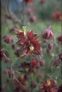 Wilde Akelei - Aquilegia vulgaris 'Ruby Port'