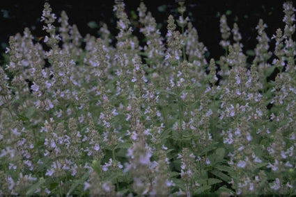 Kattenkruid - Nepeta grandiflora 'Pool Bank'