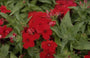 Phlox 'Palona Carmine'