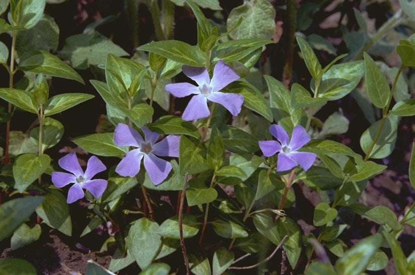 Grote maagdenpalm - Vinca major 