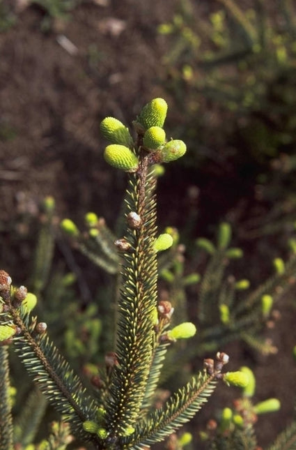 Picea glauca 'Aurea'
