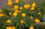 Trollius 'Prichard's Giant'