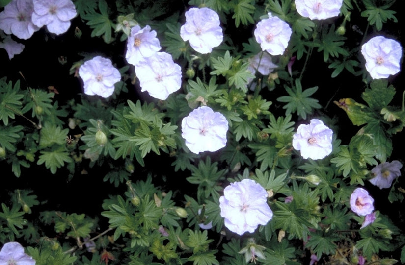 Bloedooievaarsbek - Geranium sanguineum 'apfelblüte'