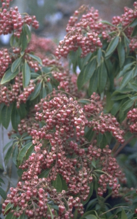 Rotsheide - Pieris japonica 'Valley Valentine'