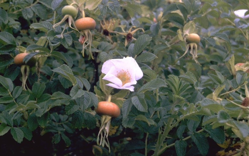 Rosa rugosa 'Alba'