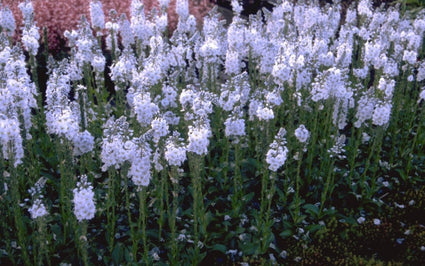 Gentiaan ereprijs - Veronica gentianoides 'Pallida'