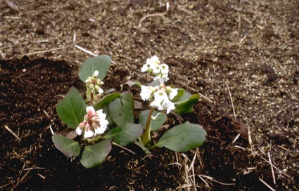 Schoenlappersplant - Bergenia 'Brahms'