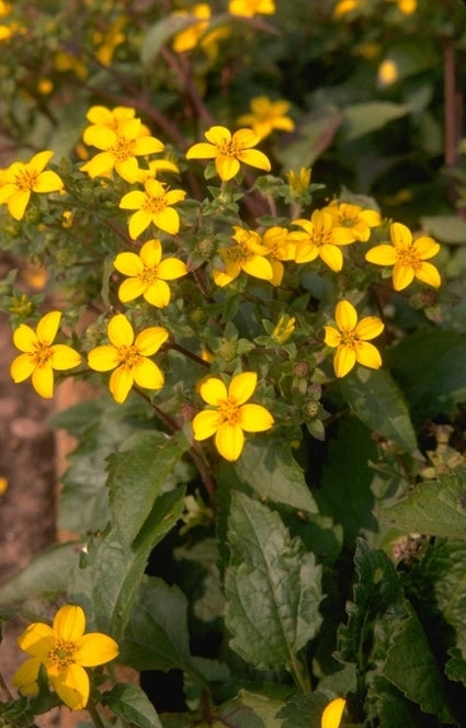 Chrysogonum virginianum
