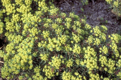 Cipreswolfsmelk - Euphorbia cyparissias 'Fens Ruby'