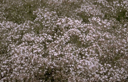 Gypsophila paniculata 'Schneeflocke'