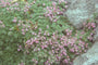 Wilde tijm - Thymus serpyllum 'Minor'