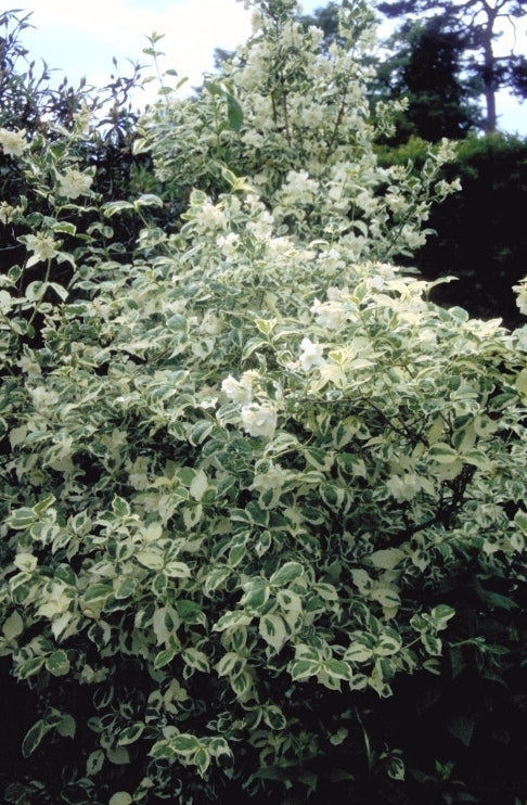 Boerenjasmijn - Philadelphus Coronarius 'Variegatus'