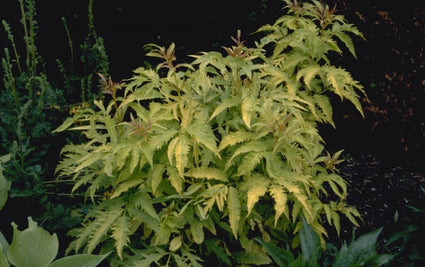 Sambucus racemosa 'Sutherland Gold'