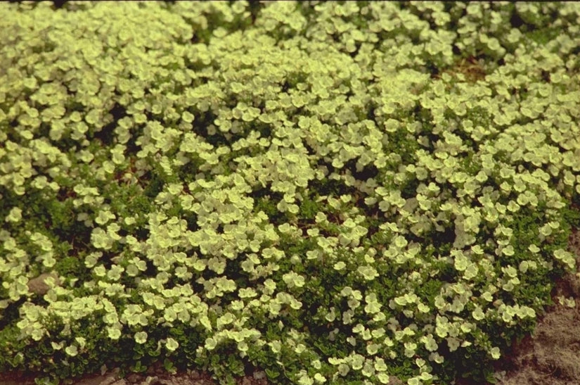 Ereprijs - Veronica repens