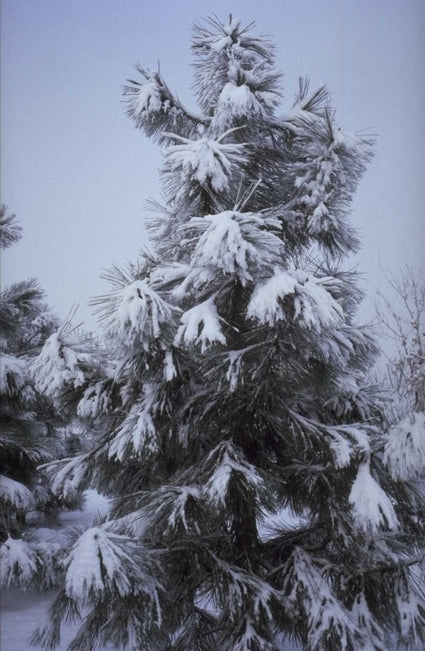 Pinus jeffreyi