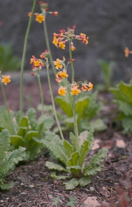 Sleutelbloem - Primula cockburniana