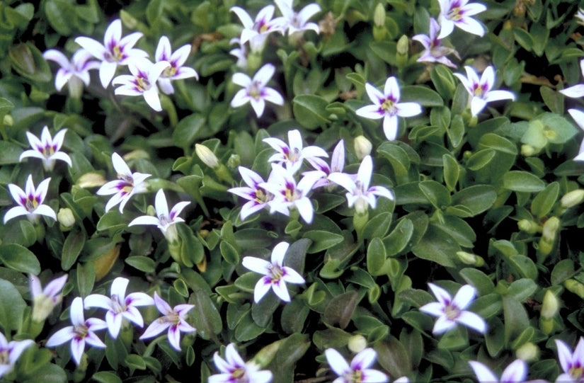Hypsela reniformis 'Rosea'