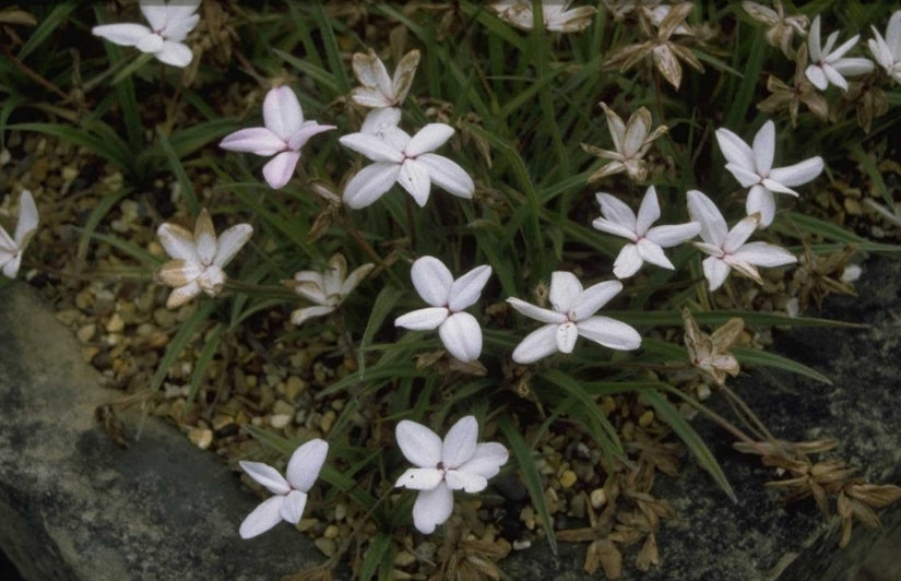 Rhodohypoxis baurii 'Pictus'