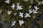 Rhodohypoxis baurii 'Pictus'