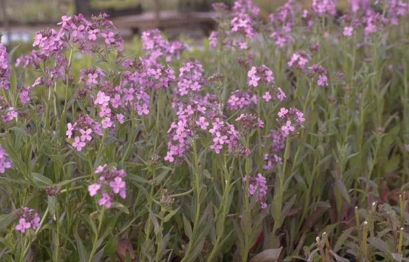 Damastbloem - Hesperis matronalis