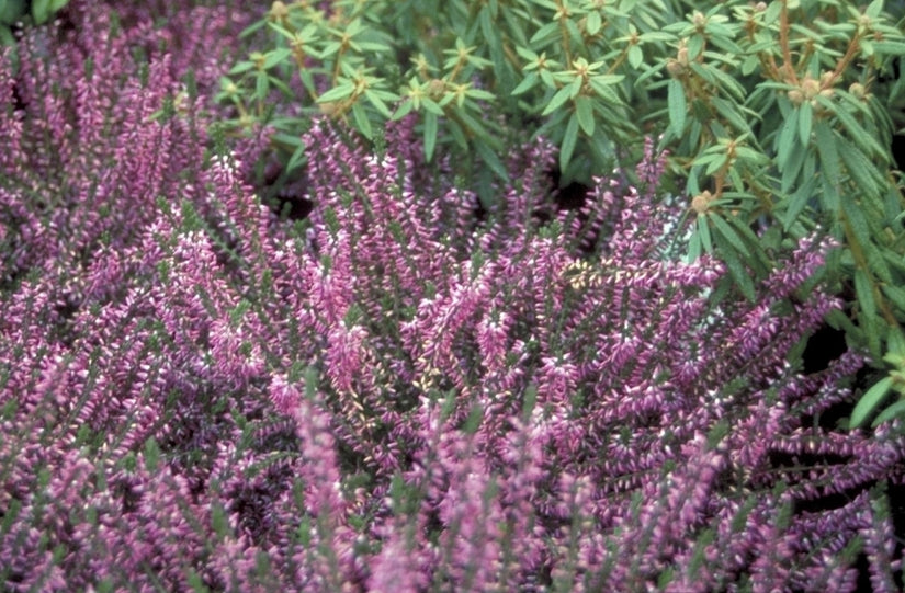 Struikhei - Calluna vulgaris 'Marleen'