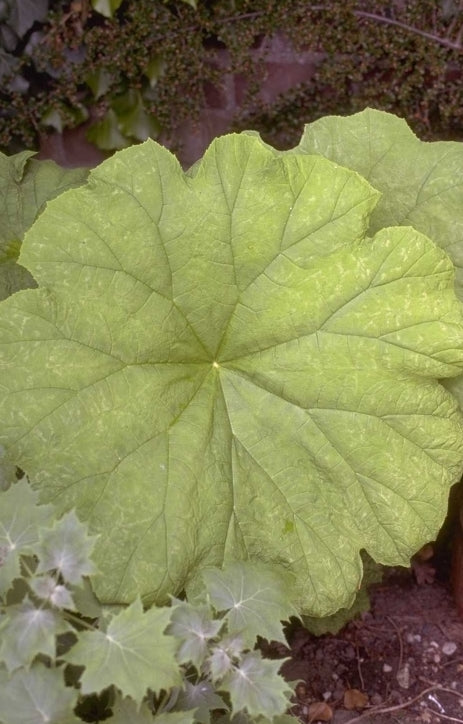 Tafelblad - Astilboides tabularis