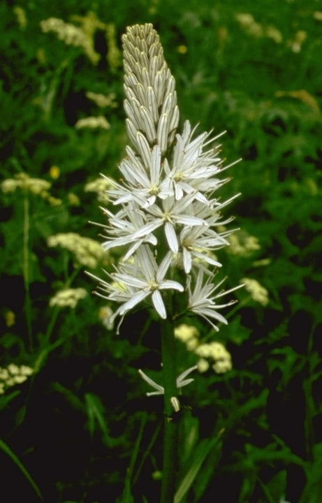 Asphodelus albus