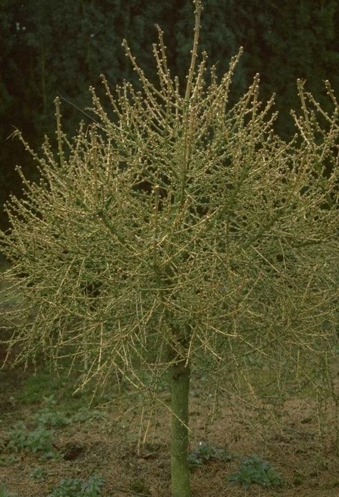 Europese larix - Larix decidua 'Corley'