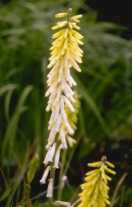 Vuurpijl Kniphofia 'Little Maid'